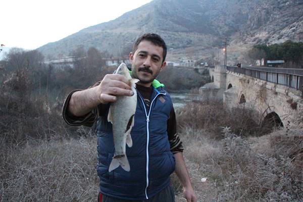 Amasya’da Yeşilırmak nehrinde çok sayıda ölü balık kıyıya vurdu