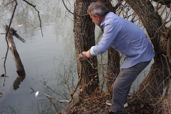 Amasya’da Yeşilırmak nehrinde çok sayıda ölü balık kıyıya vurdu