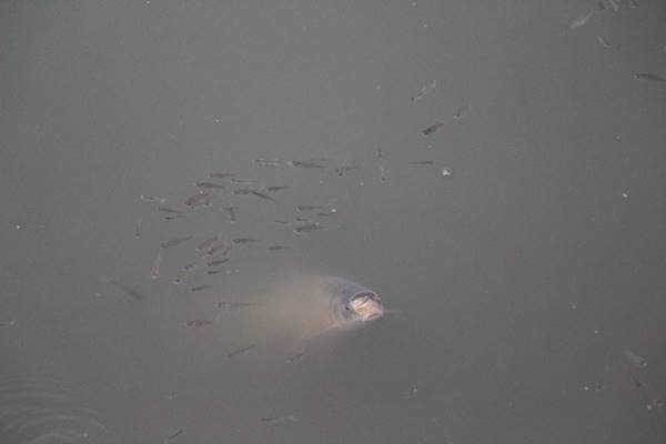 Amasya’da Yeşilırmak nehrinde çok sayıda ölü balık kıyıya vurdu