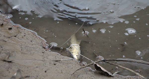 Amasya’da Yeşilırmak nehrinde çok sayıda ölü balık kıyıya vurdu